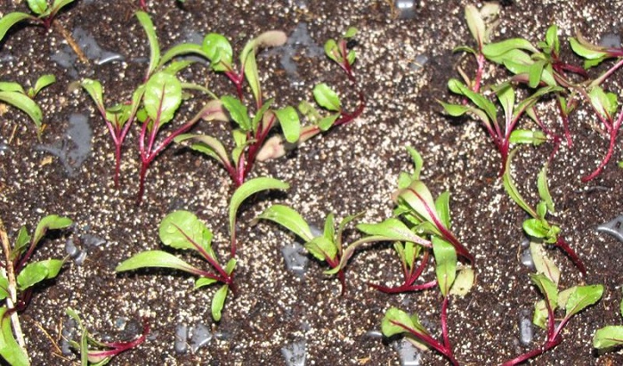 Beterave zagemuriwe mu murima zizakuriramo