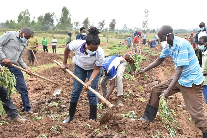 Mu gishanga cya Rwangingo hatangiye guterwa imigozi y'ibijumba