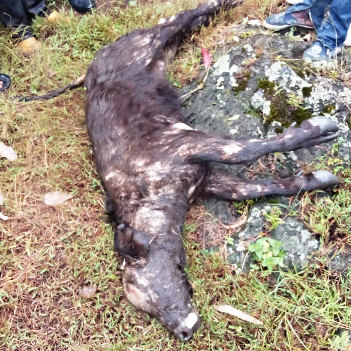 Iyi nyamaswa yahitanywe n'ibiza