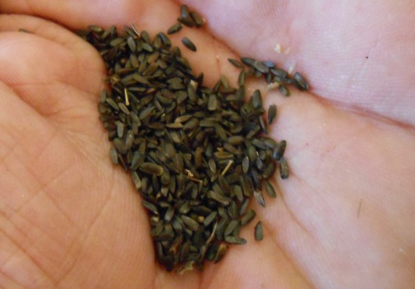 Imbuto z'igicumucumu nazo zirifashishwa muri ubwo buvuzi