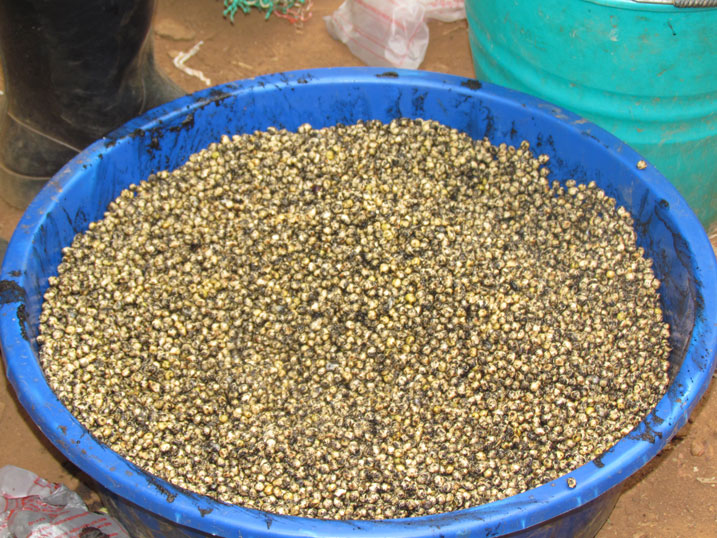 Imbuto ya soya Akarere ka Kayonza kasabye ikenera imvura nke kandi yera vuba yatinze kuboneka.