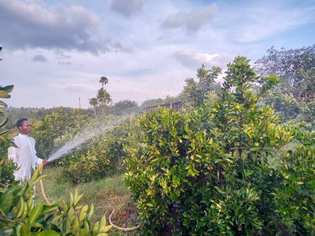 Abafashijwe kuhira ntibakigira impungenge nubwo imvura itagwira igihe