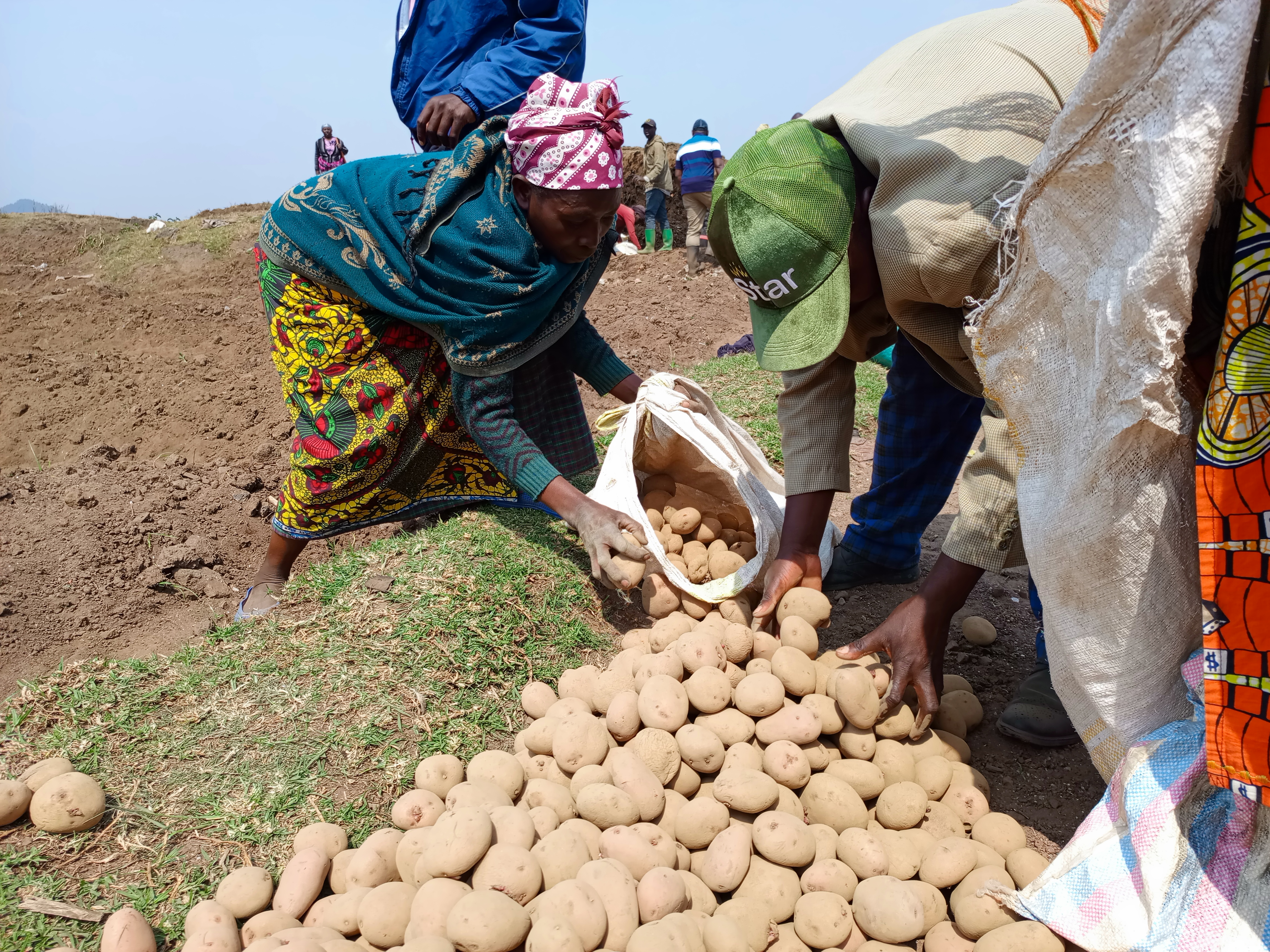 Imbuto y'ibirayi biterwa mu mirima