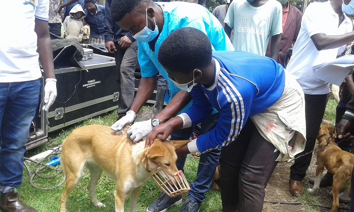 Imbwa iyo zakingiwe ngo ntabwo zirwara ibisazi