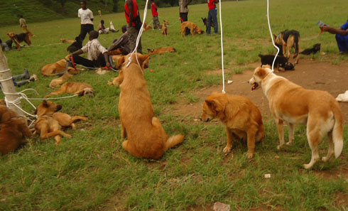 Imbwa nyinshi bazizanye gukingirwa.