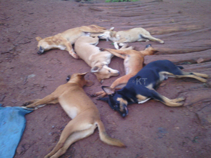 Imbwa zamaze gupfa zikusanyirizwa hamwe zikajya guhambwa