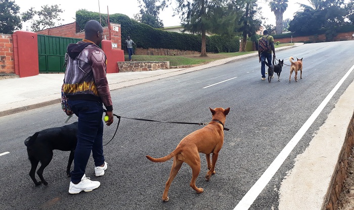 Imbwa zishoje amasomo y'umunsi zigiye kuruhuka no kurya ibya ku manywa