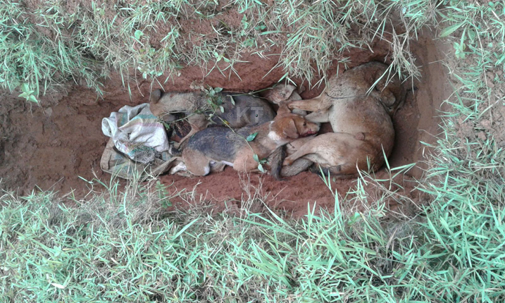 Imbwa zose z'inzererezi ziricwa