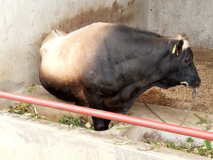 Impfizi ya Jersey itanga intanga