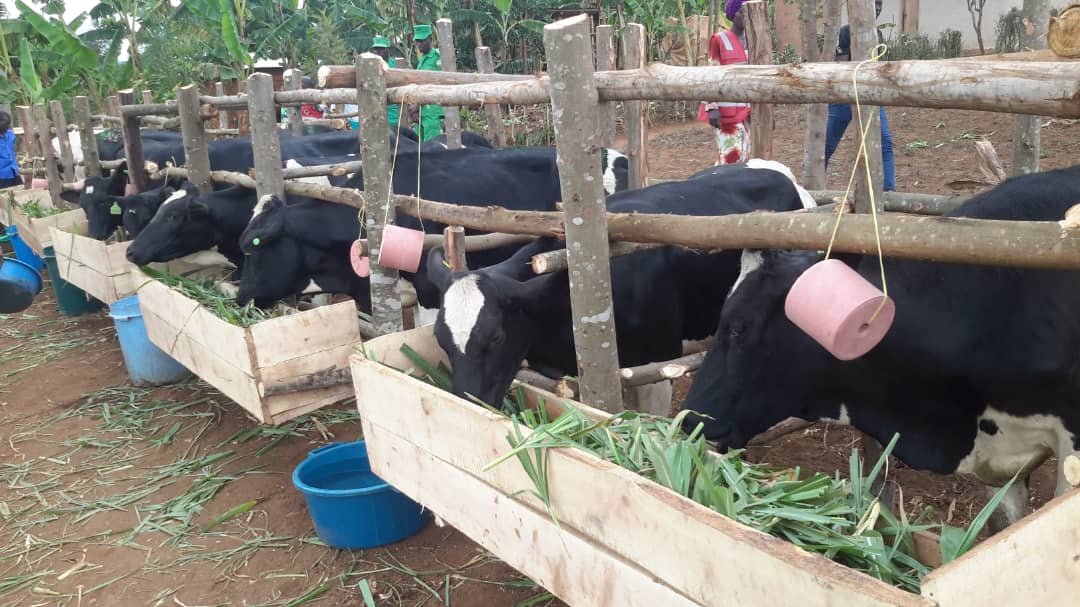 Abaturage ba Kirehe banamurikiye MINAGRI uko ubworozi bwabo buhagaze