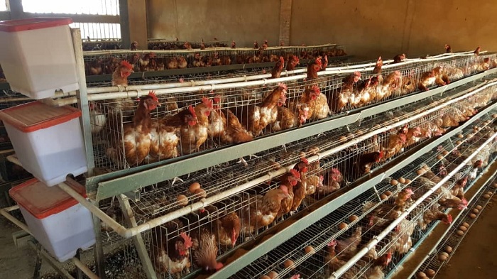 Biyemeje kuziba icyuho kirenga 70% mu Rwanda cy'ibikomoka ku nkoko