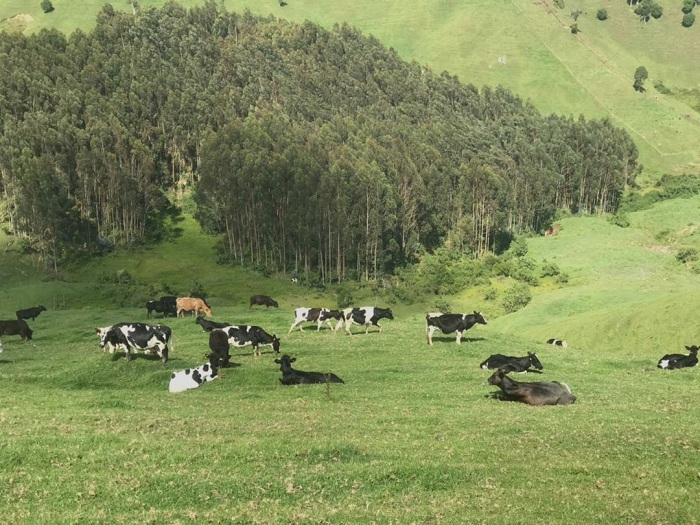 Ni agace karimo inka nyinshi