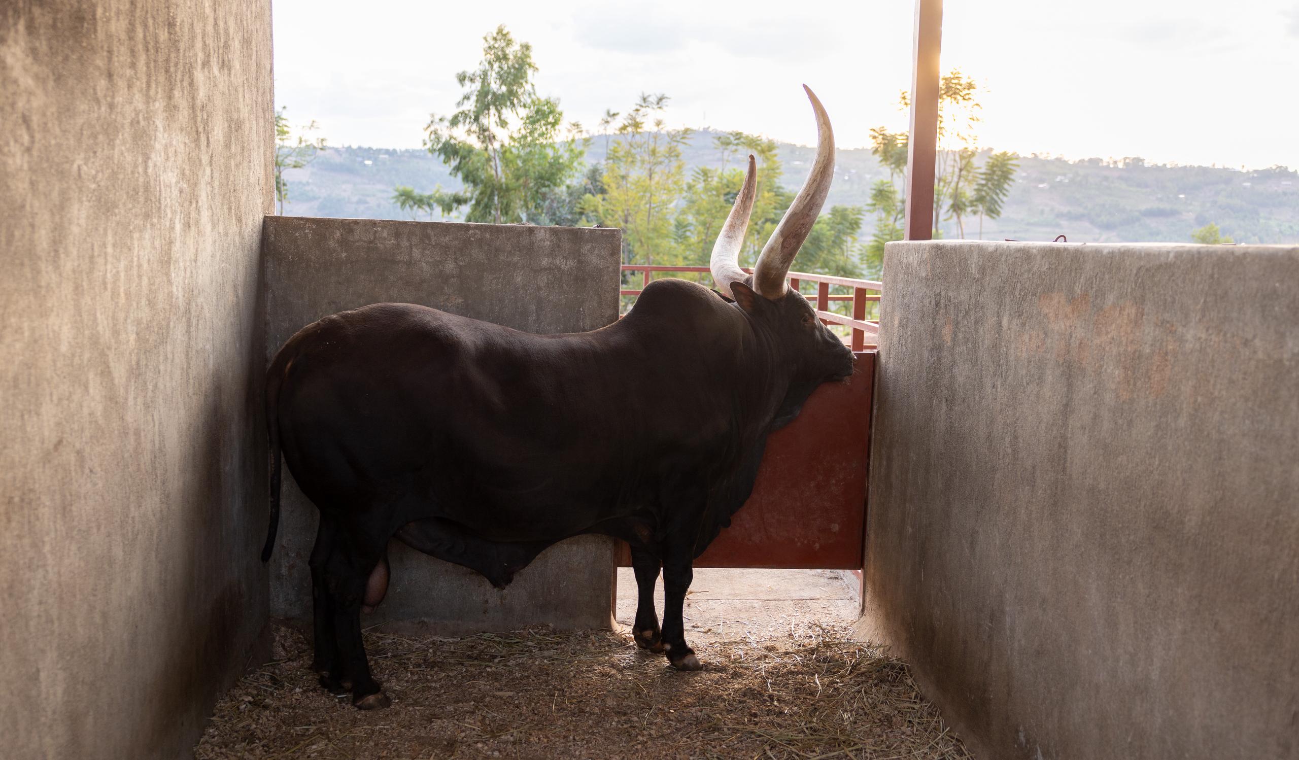 Zimwe mu mpfizi zororwa na RAB zitanga intanga z'icyororo