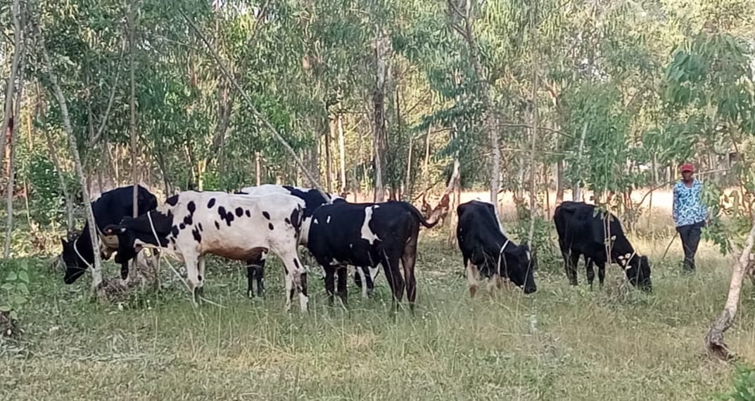 Baremeye imiryango umunani y'abarokotse aho buri muryango wahawe inka imwe