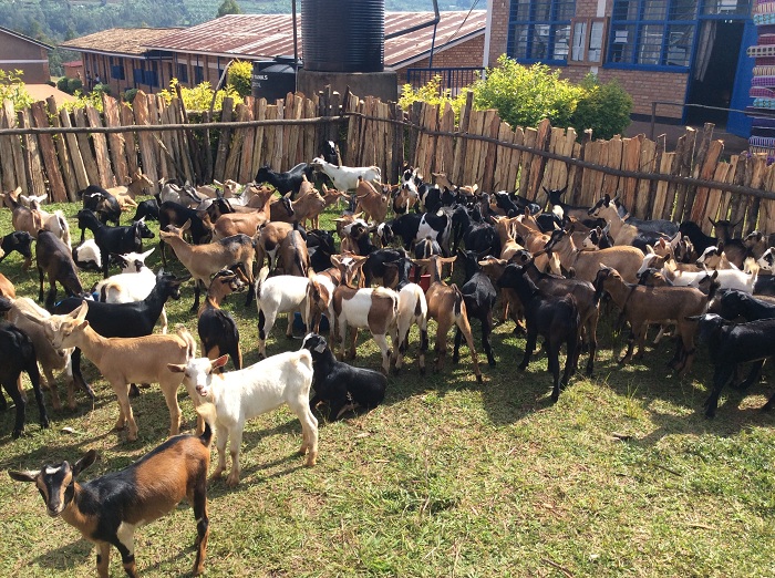 Hari abahawe amatungo