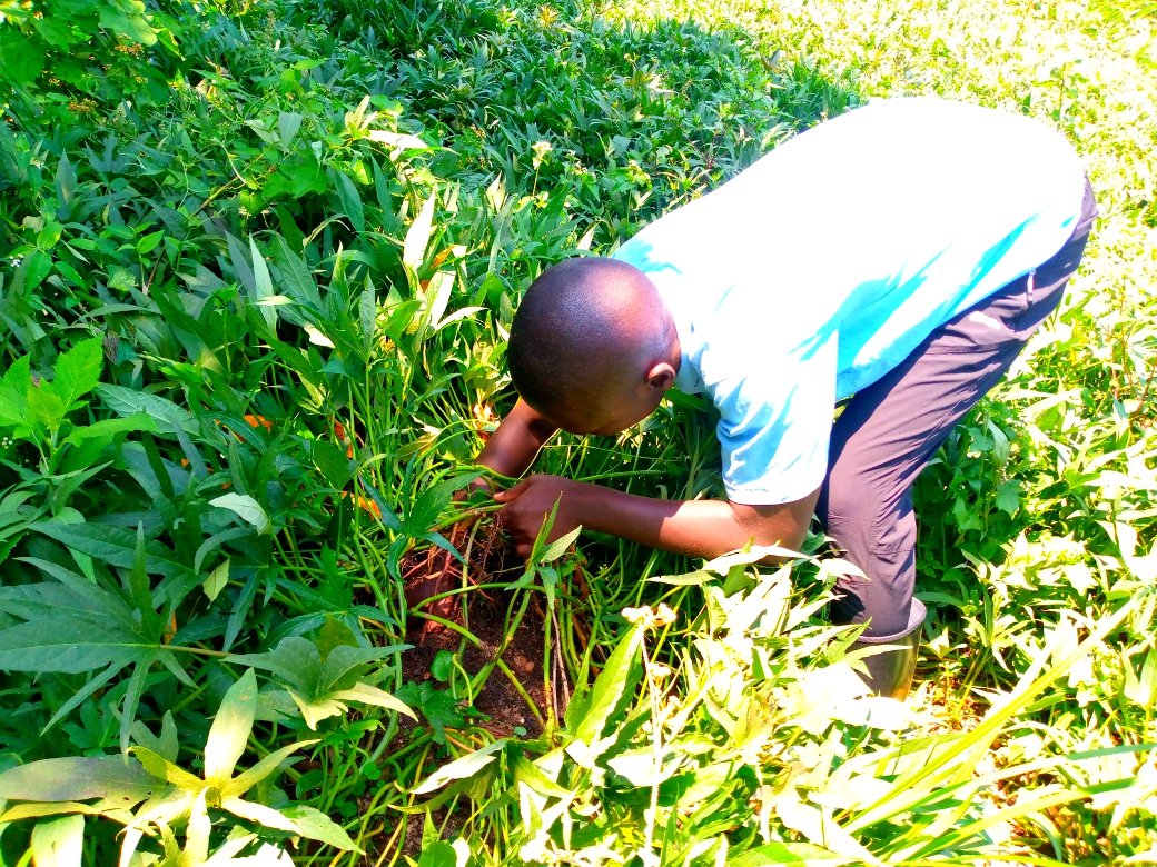 Umwe mubiga ubuhinzi Iwawa arimo kugenzura uko ibijumba byeze