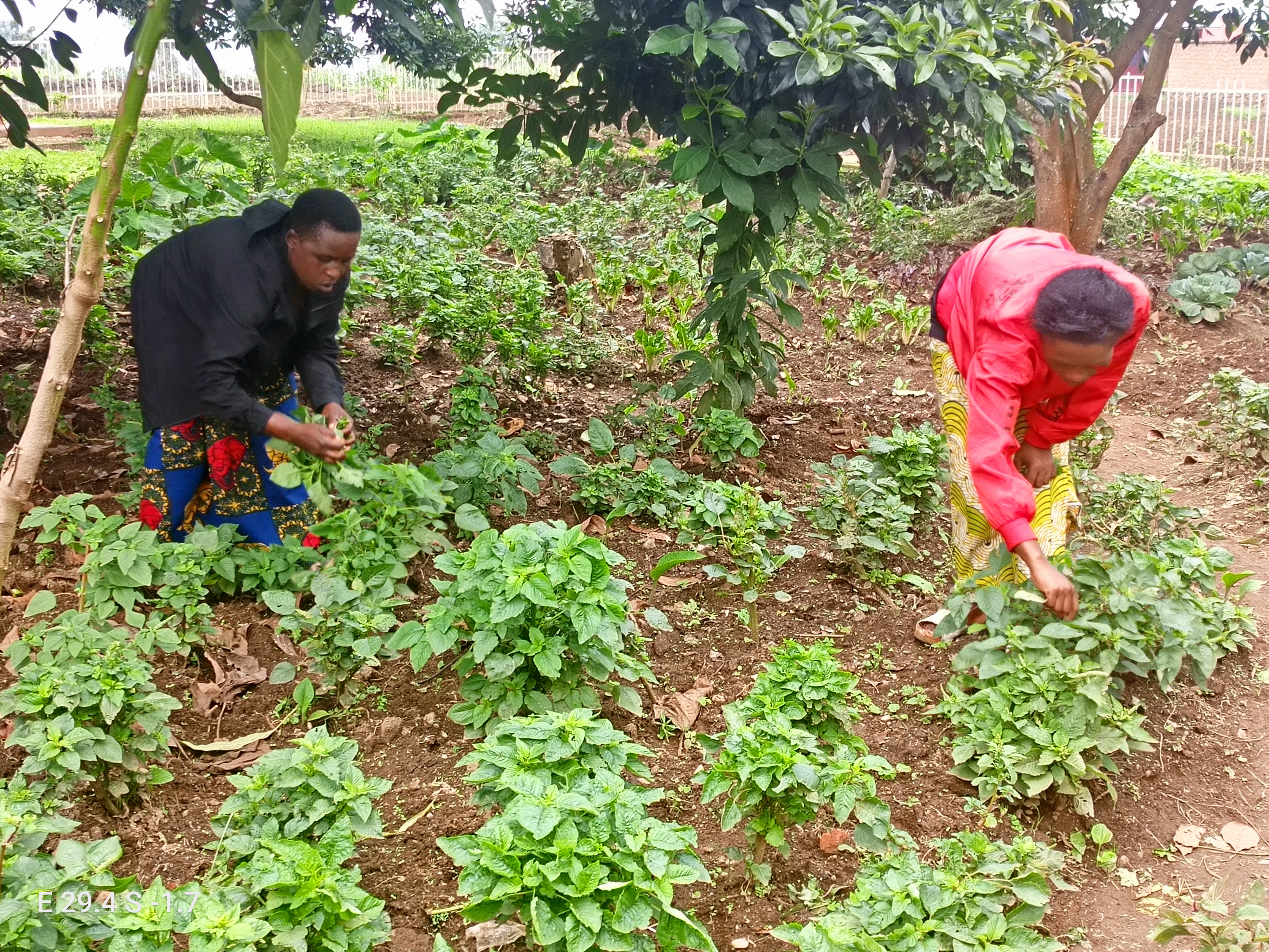 Ababyeyi bishimira ko bahawe imirima bahingamo ibibafasha kugaburira abana babo