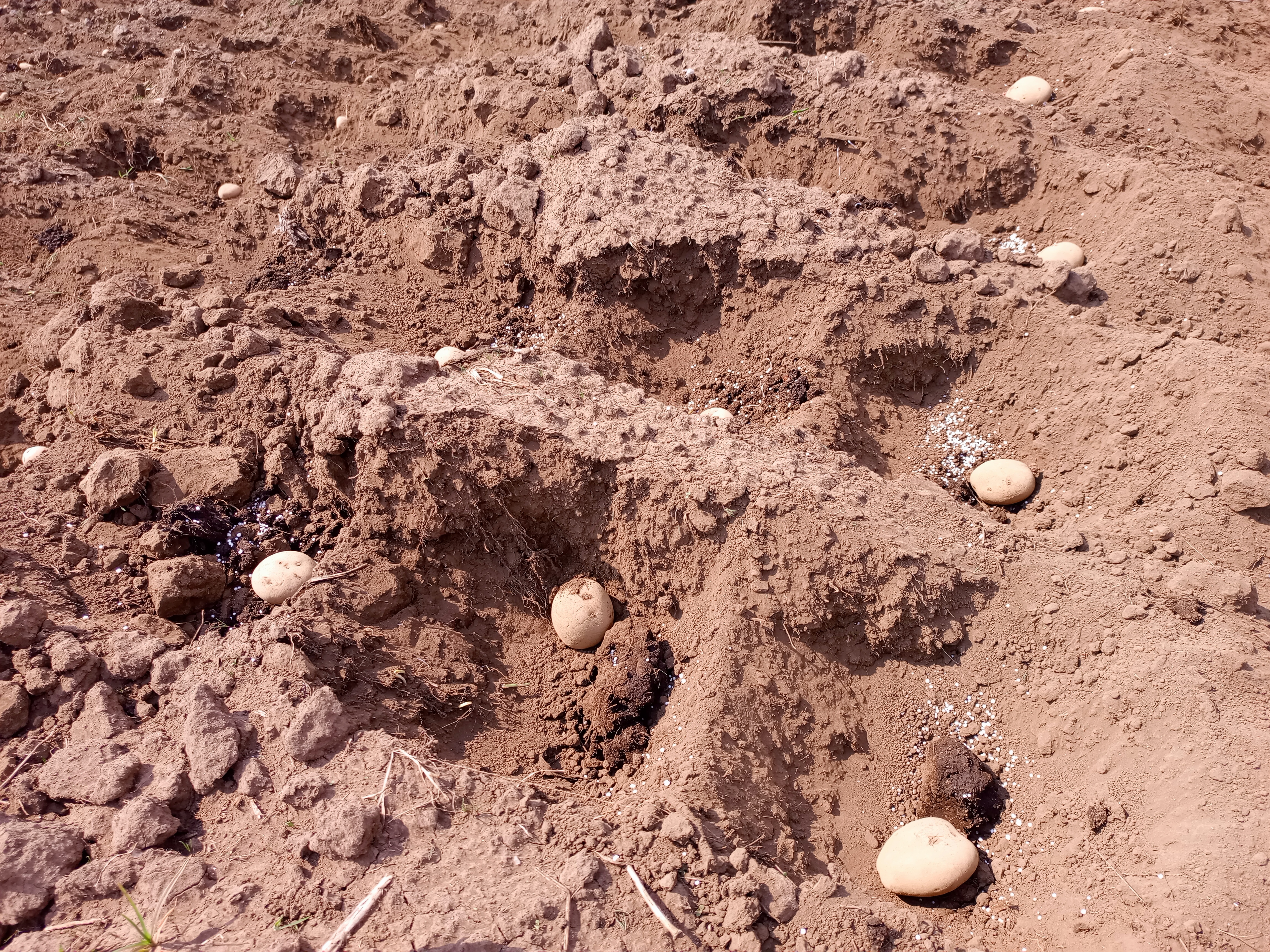 Ubuyobozi bw'Akarere ka Rubavu bushyize imbere guhinga ibirayi