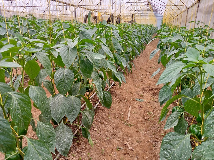 Abahinga muri Greenhouse baba bizeye umusaruro utubutse batitaye ku kirere