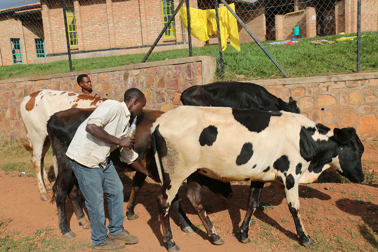 Borojwe inka enye zifite agaciro agaciro ka Milioni 1,200 Frws 