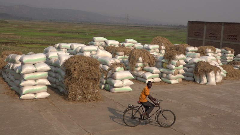 Imifuka bayitwikirije ibyatsi ngo idakomeza kwangirika