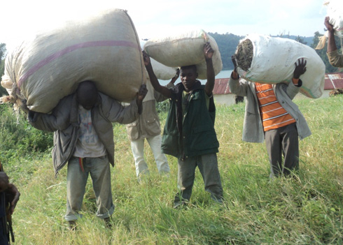 Imifuka y'urumogi yafashwe.