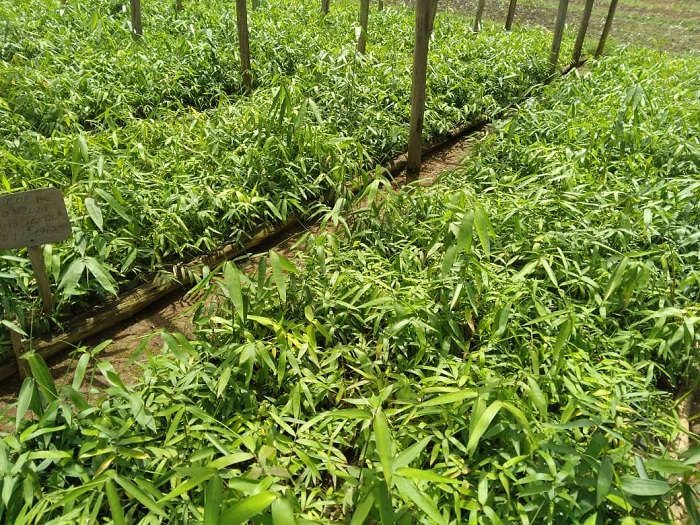 Green Gicumbi yateye imigano ishobora no kuribwa