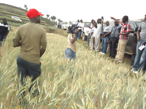 Hasuwe ahahujwe ubutaka hahingwa ingano mu murenge wa Cyungo.