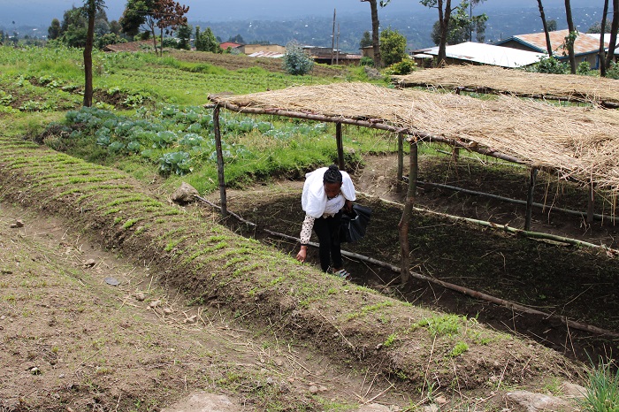 Imirima bahingamo imboga zitandukanye zunganira amafunguro y'abanyeshuri