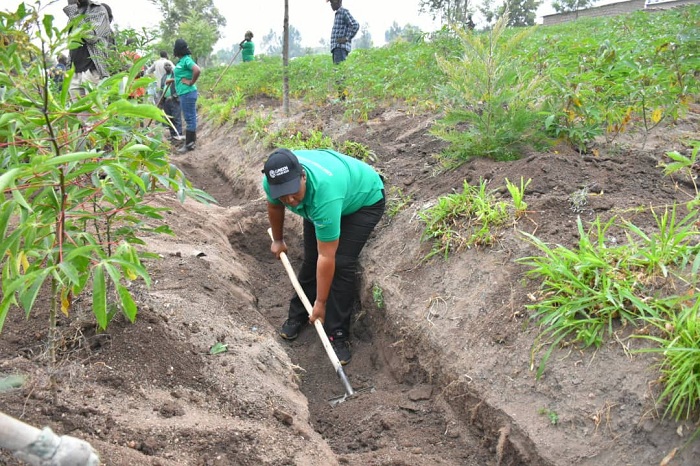 Mu mirima y'abaturage hagaragara ibiti byatewe n'umushinga Green Amayaga