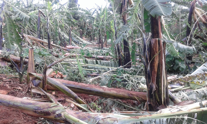 Imirima myinshi y'intoki yangiritse