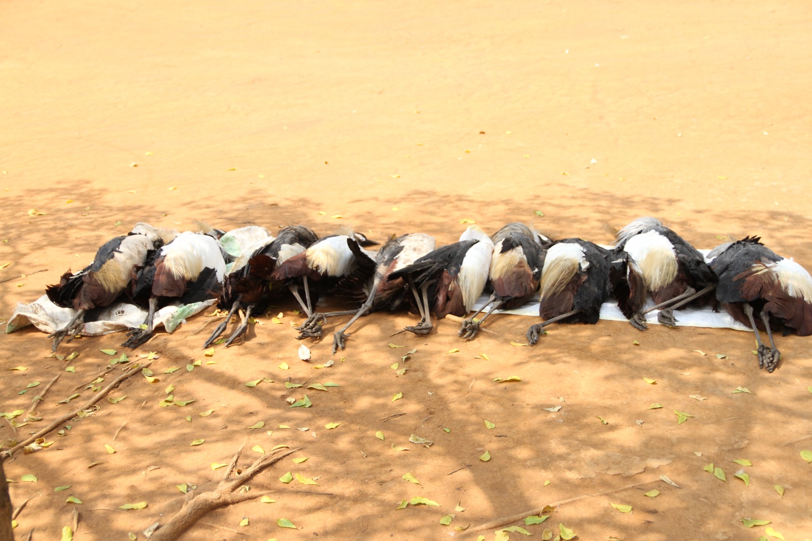 Iyi misambi bikekwa ko yayicaga akayigurisha abayirya