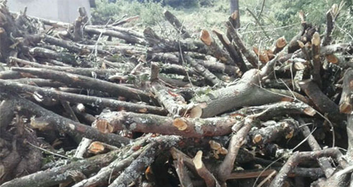 Ibiti by'imisheshe ngo birabangamiwe cyane kandi bifitiye isi akamaro mu kubungabunga ibidukikije abantu bakeneye.