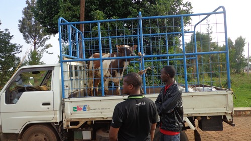 Inka yazanywe mu modoka.