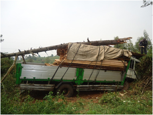 Yagognze igiti irakikorera