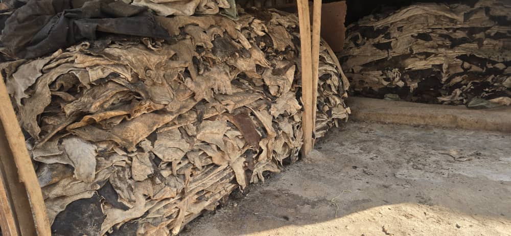 Toni zirenga 100 z'impu zirangirikira mu bubiko kubera kubura isoko