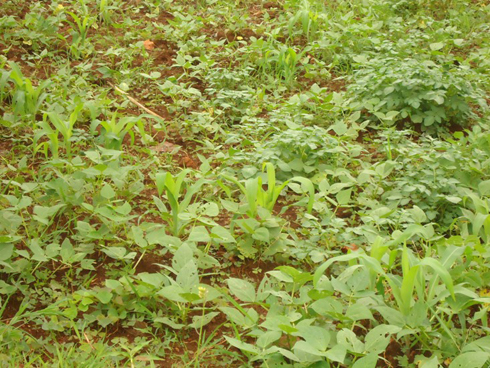 Imvura imaze iminsi igwa yangije ibishyimbo n