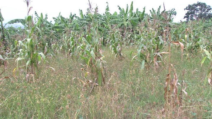 Imyaka idafumbiwe neza ntitanga umusaruro uhagije.