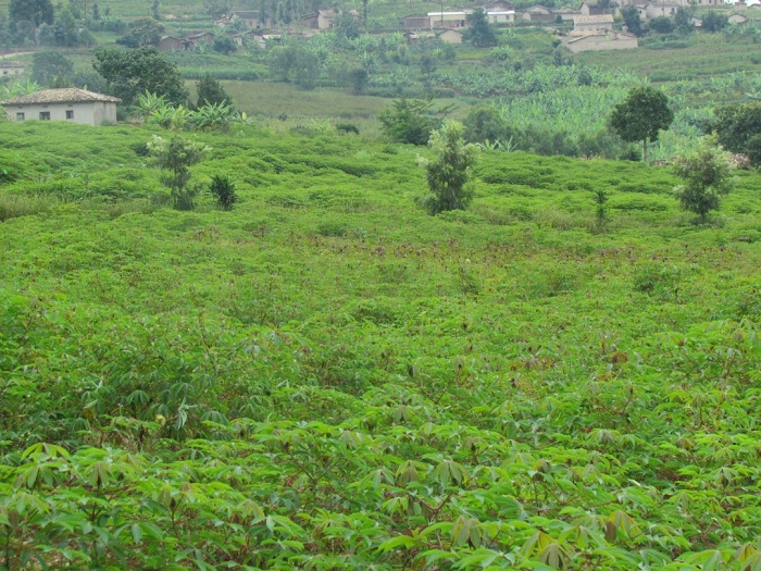 Hazahingwa imyumbati ku buso bugari buhujwe 