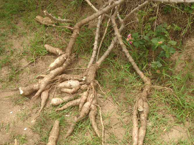 Imyumbati barimo kuyikurira hasi kubera indwara ya Kabore yayijemo.