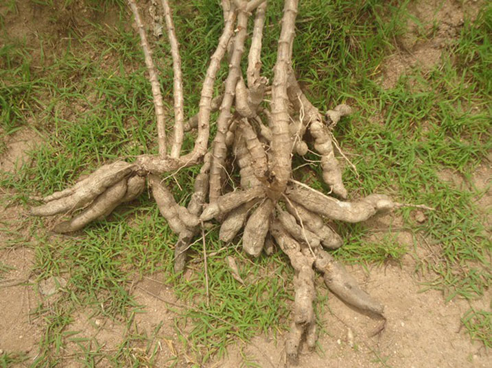 Imyumbati yakuriwe hasi kubera indwara ya Kabore.