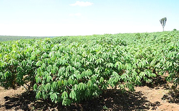 Imyumbati yazanye uruhumbu kubera kuyinika nabi.