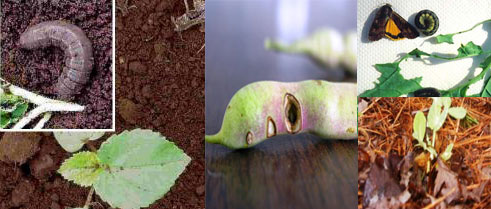 Inanda zangiza ibihingwa mu buryo butandukanye, zishobora kubicamo kabiri, kubirya, kubyumisha n