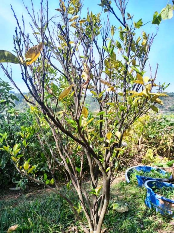 Indimu n'amacunga birarwara, bakagerageza kubitera umuti bikanga bikuma