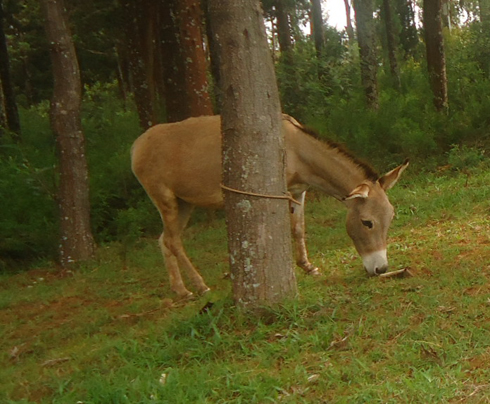 Abapfakazi ba Jenoside bo mu murenge wa Rusiga ngo ntibashoboye gutunga indogobe.
