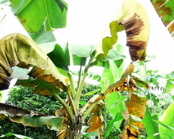 Abahinzi basabwa kuvuza ibihingwa kugira ngo babashe kongera umusaruro.