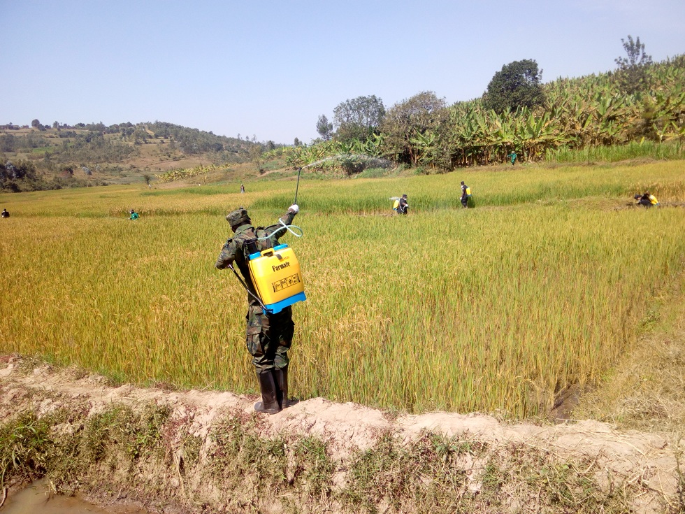Ingabo zafashije abaturage gutera imiti yica imibu mu bishanga