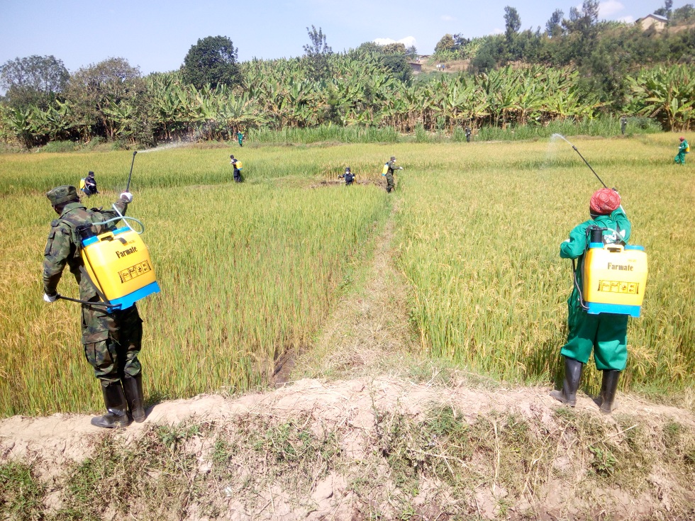 Ingabo zifatanya n'abaturage gutera iyo miti