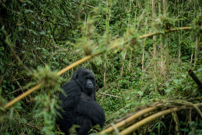 Ingagi zikeneye ahantu ho kwisanzurira