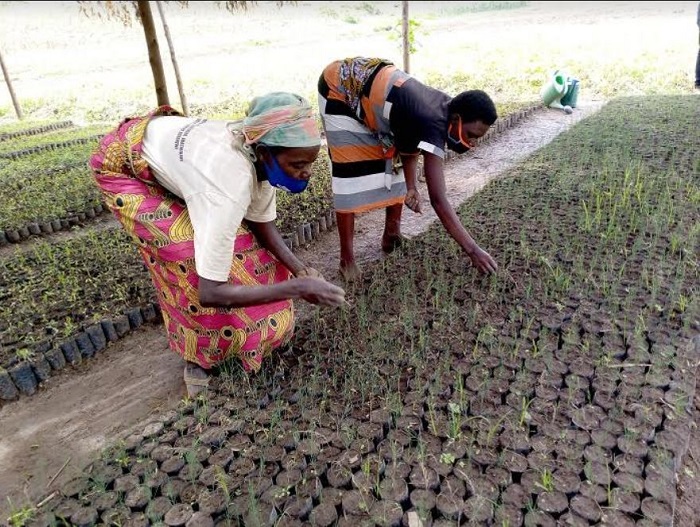 Abaturage bishimira ko babonye akazi mu itegurwa ry'ingemwe z'ibiti